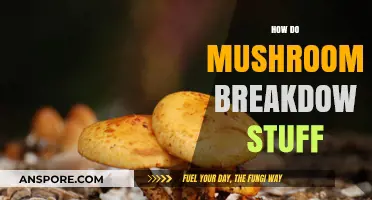 Mushrooms: Nature's Decomposers Unveiled