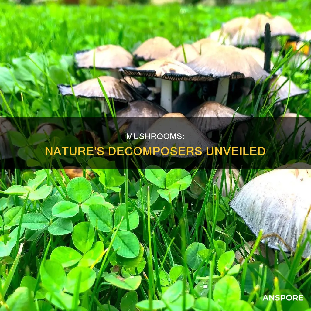 how do mushrooms breakdown stuff