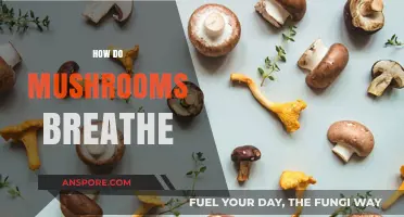 Mushrooms Breathe: A Unique Way to Inhale