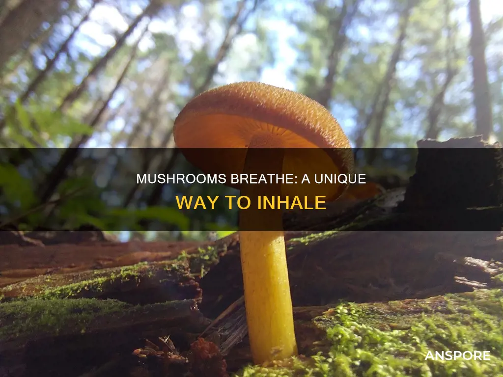 how do mushrooms breathe