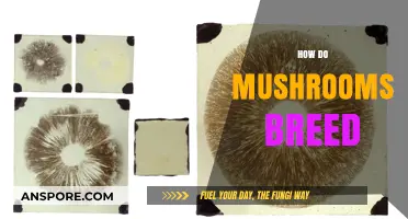 Mushroom Mysteries: How Do They Breed?