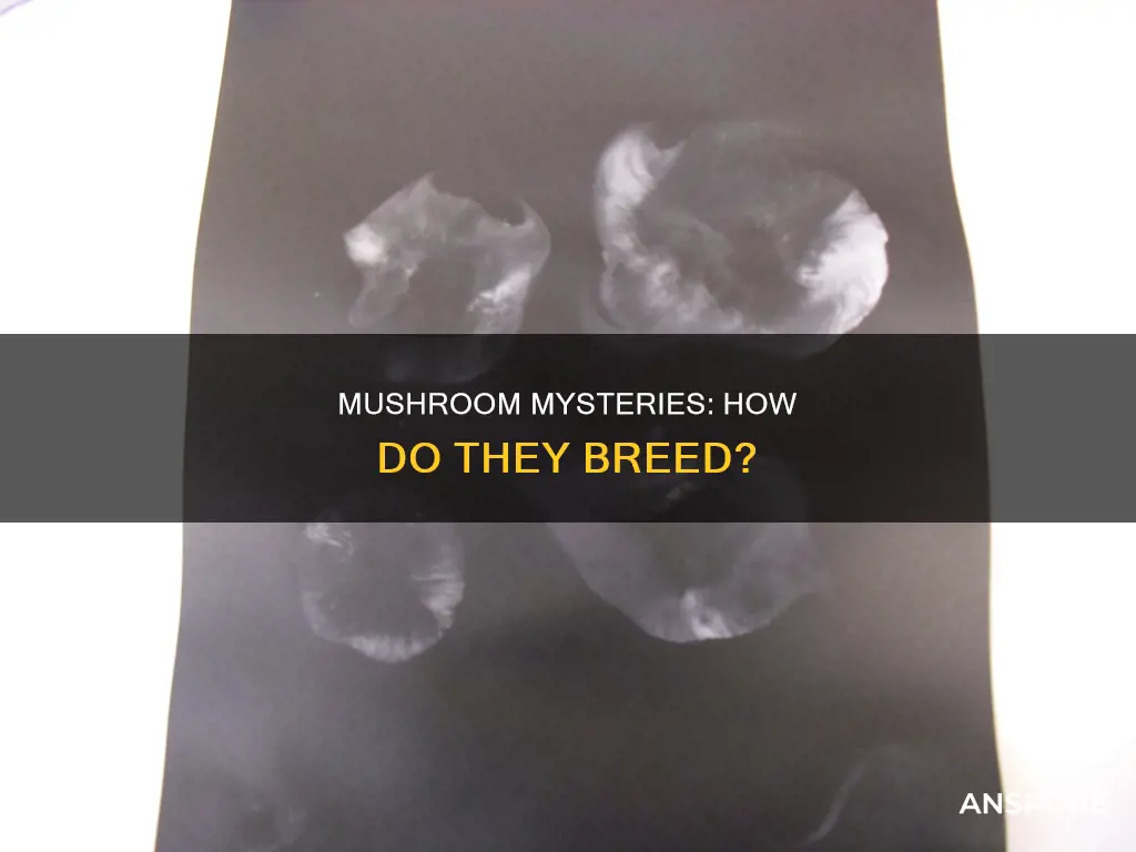 how do mushrooms breed