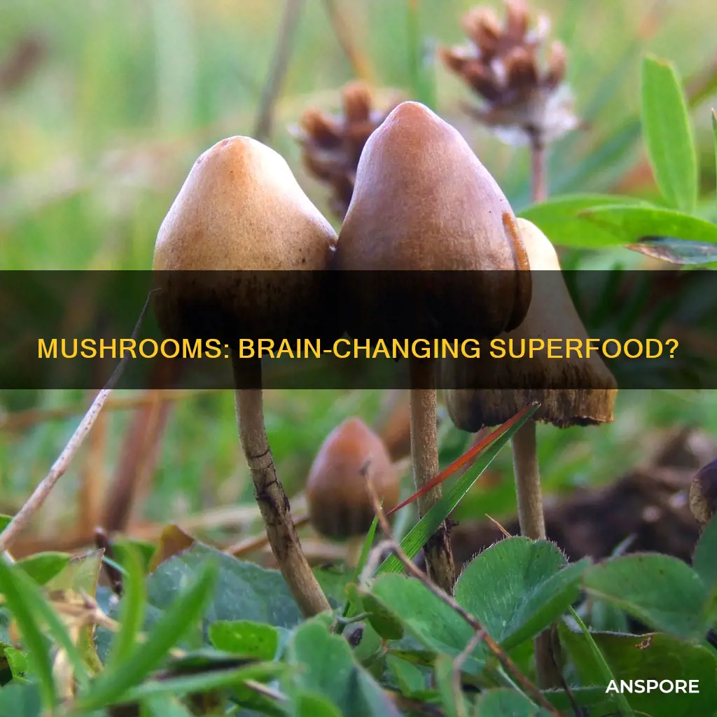 how do mushrooms change your brain