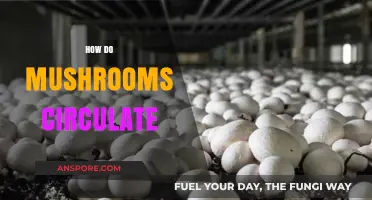 Mushrooms' Intricate Circulation: A Natural Wonder
