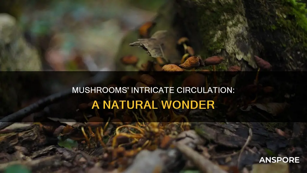 how do mushrooms circulate