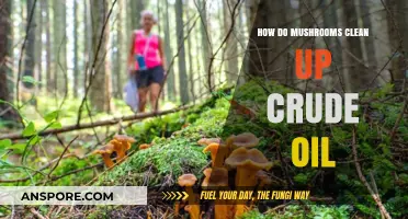 Mushrooms: Nature's Oil Spill Cleaners