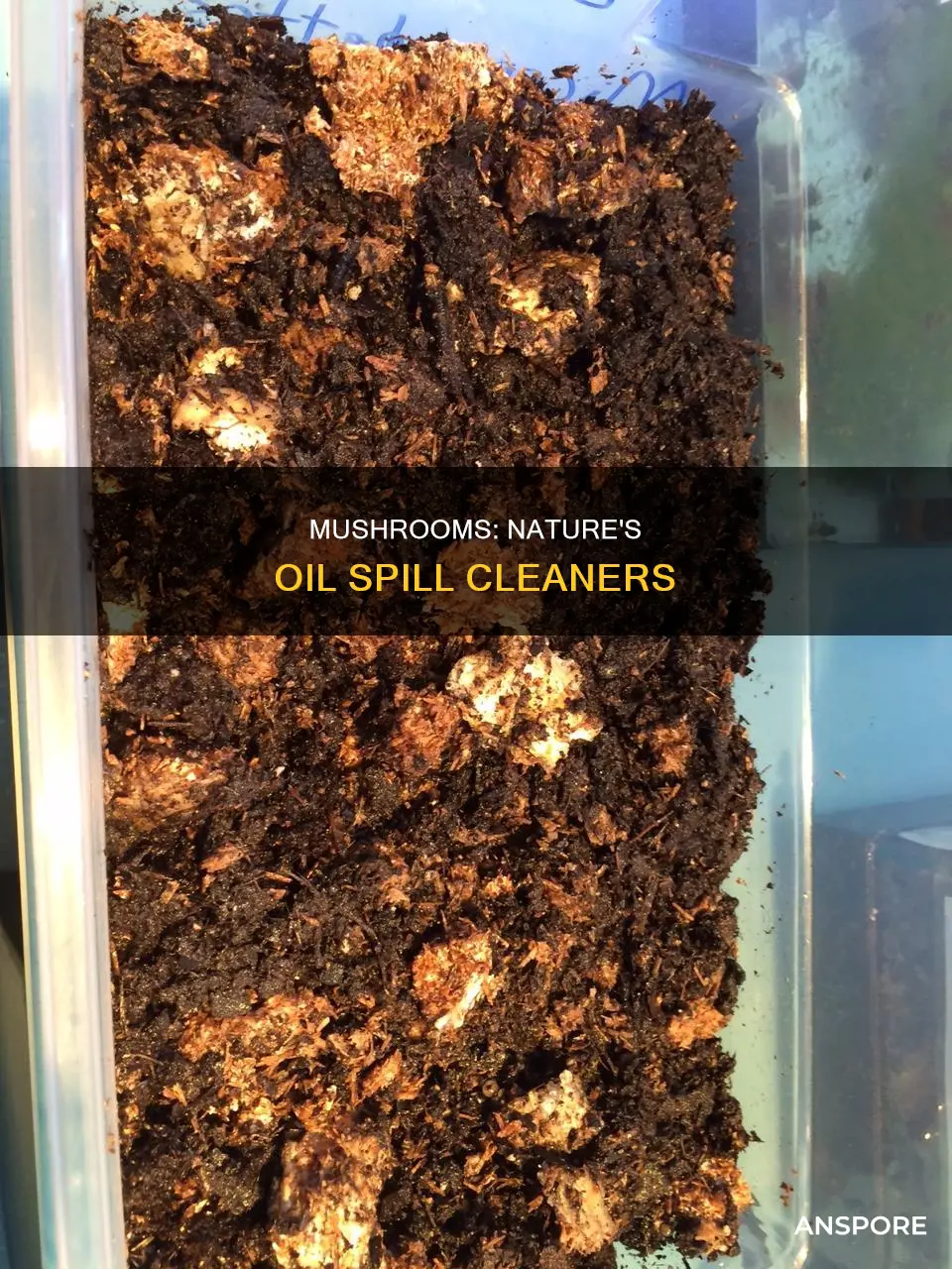 how do mushrooms clean up crude oil