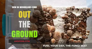 Mushrooms: Nature's Magical Way of Springing Up