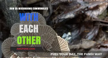 Mushrooms' Intricate Communication Networks Revealed