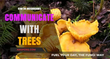 Mushrooms' Secret Tree Talk: Unveiling Their Communication