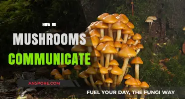 Mushrooms' Intricate Communication Networks: Unveiling Secrets