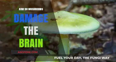 Mushrooms: Brain Damage and You