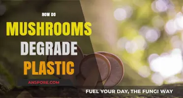Mushrooms: Nature's Plastic-Eating Superheroes