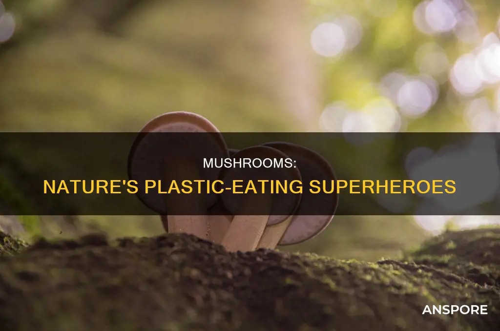 how do mushrooms degrade plastic