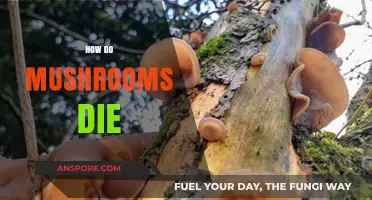 Mushrooms' Demise: Understanding Their Life and Death