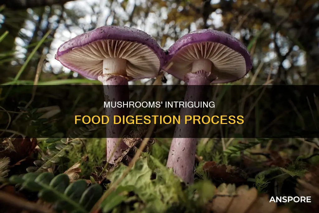 how do mushrooms digest food