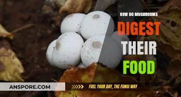 Mushrooms' Intriguing Food Digestion Process