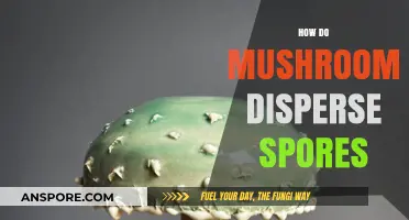 Mushroom Spore Dispersal: Nature's Ingenious Strategies for Survival and Spread