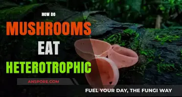 How Mushrooms Thrive as Heterotrophic Organisms: A Nutritional Insight