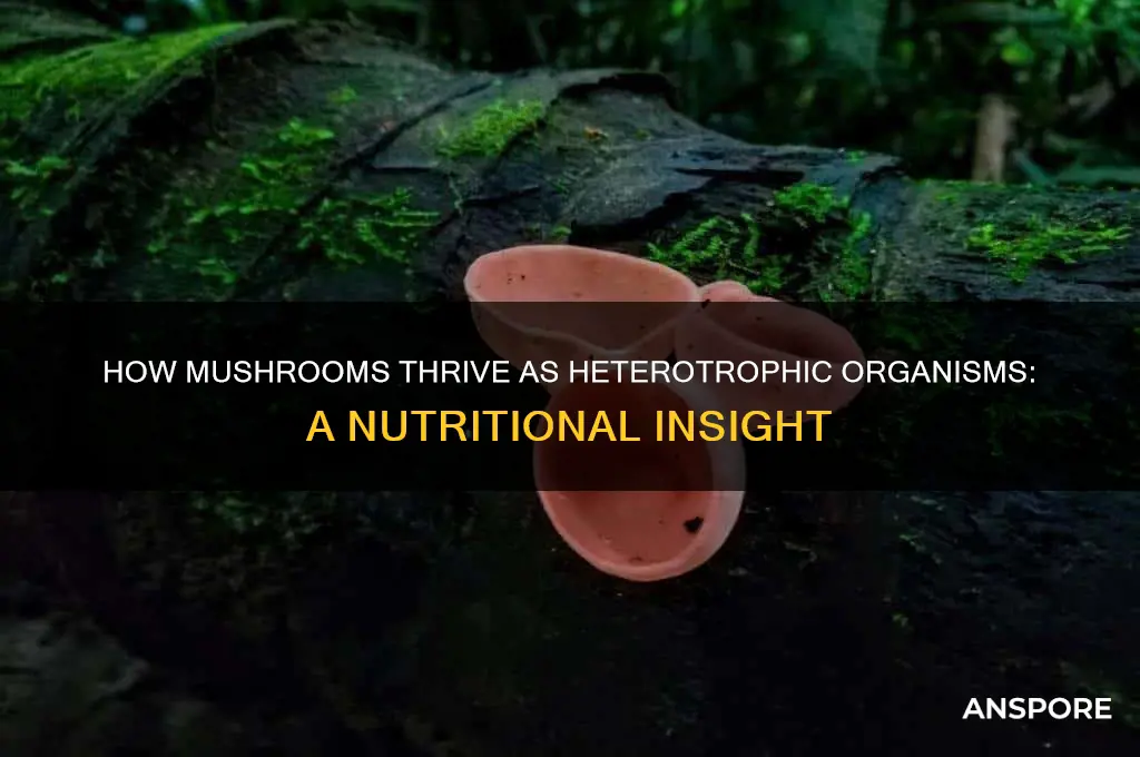 how do mushrooms eat heterotrophic