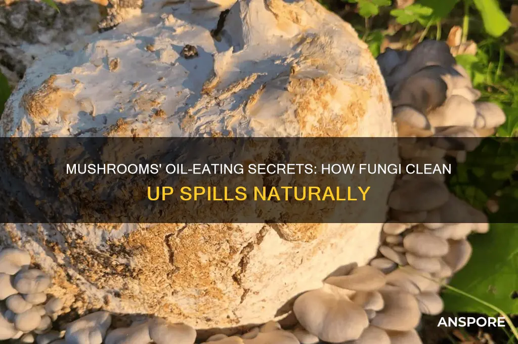 how do mushrooms eat oil