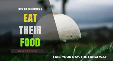 How Mushrooms Absorb Nutrients: The Fascinating Process of Fungal Feeding