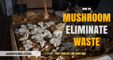 Mushrooms: Efficient Waste Eliminators
