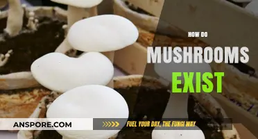 Mushrooms: Nature's Magical Mystery