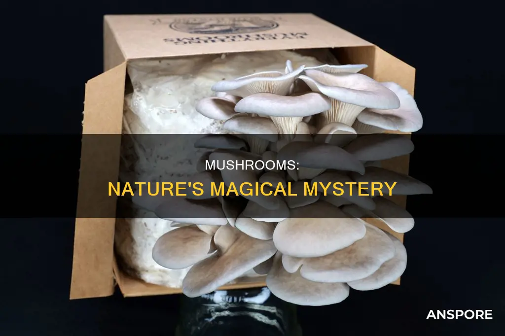 how do mushrooms exist