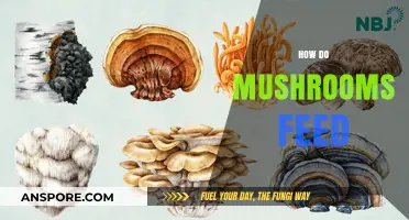 Mushrooms' Magical Feeding Mechanism Explained