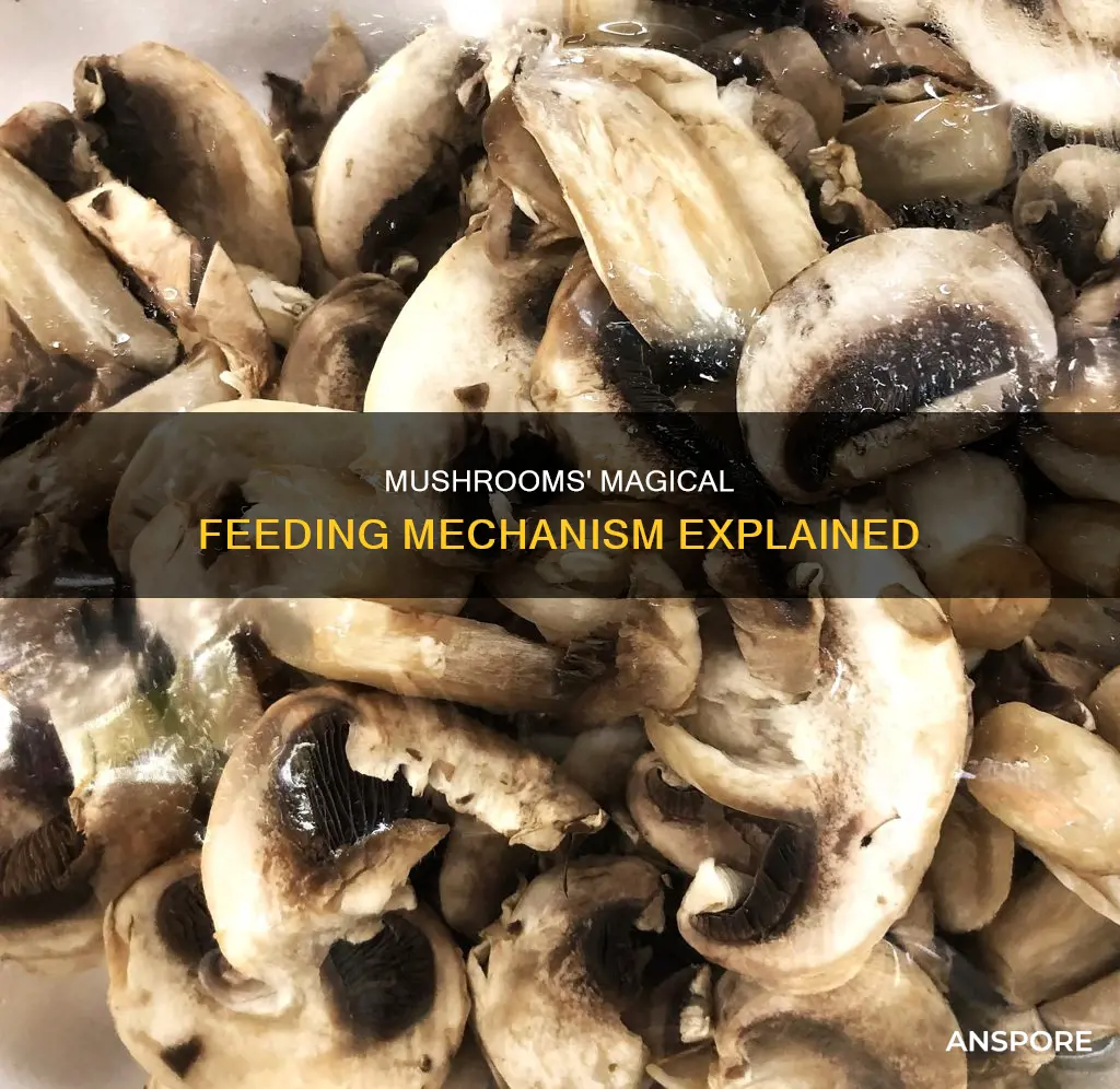 how do mushrooms feed