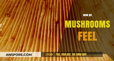 Mushrooms' Sensory Experience: What Do They Feel?