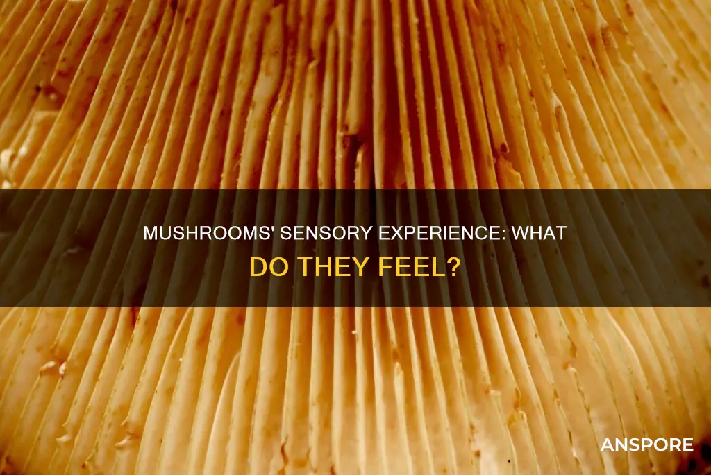 how do mushrooms feel