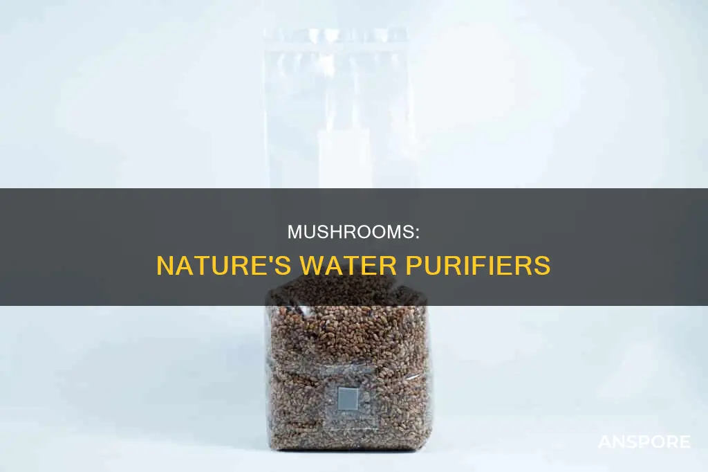 how do mushrooms filter water