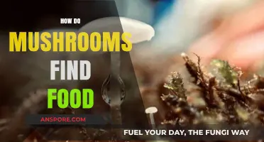 How Mushrooms Hunt: Unveiling Fungi's Unique Food-Finding Strategies