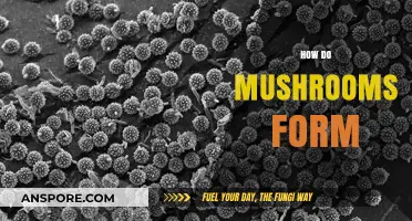 Mushroom Growth: How Do They Form?