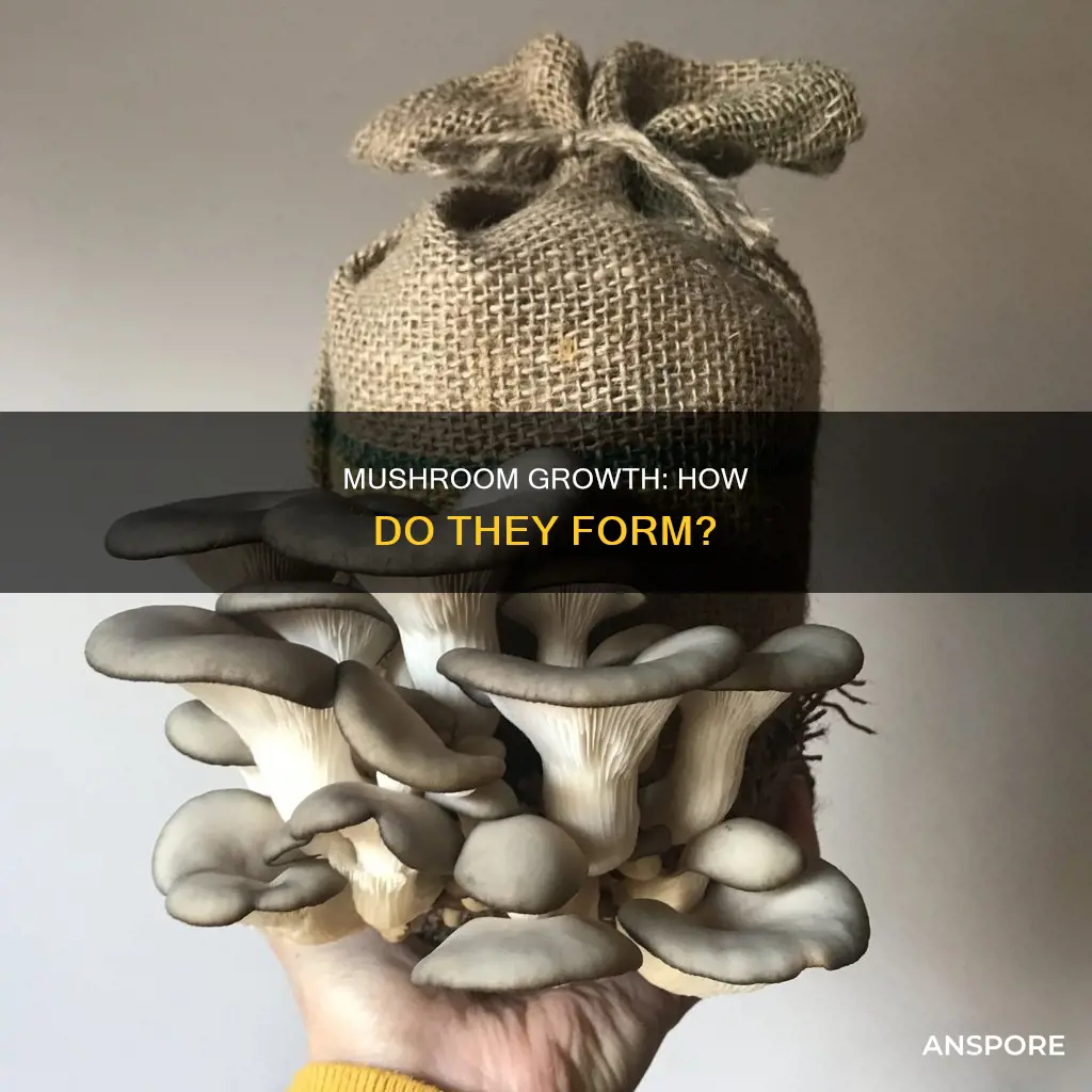 how do mushrooms form