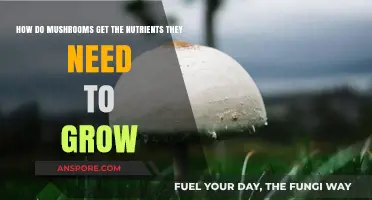 Mushroom Nutrition Secrets: Unlocking Their Unique Growth Strategies