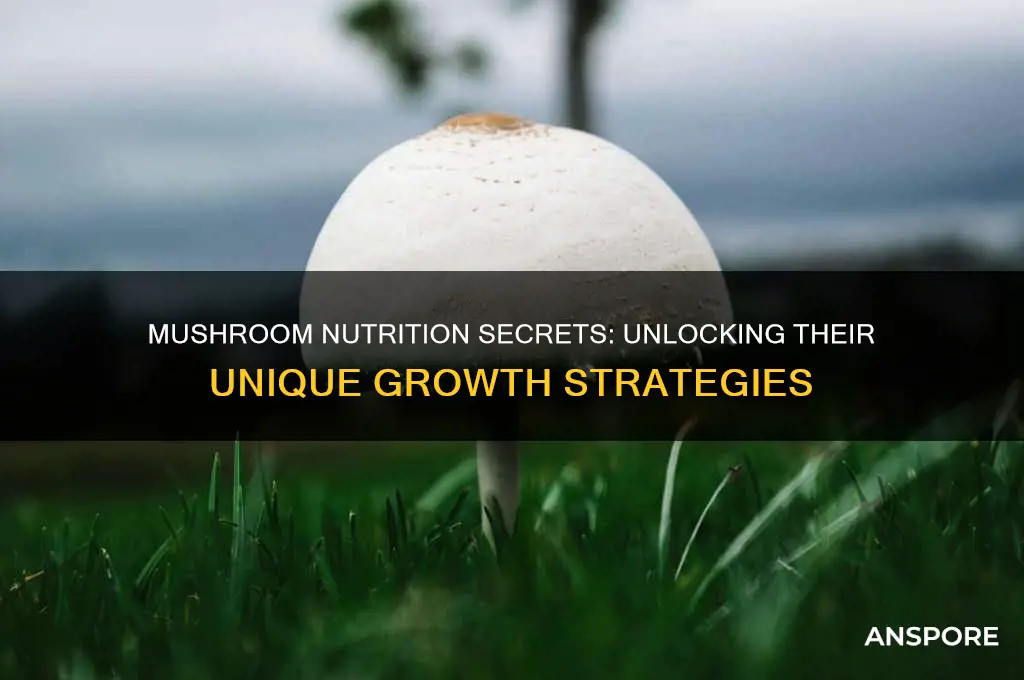 how do mushrooms get the nutrients they need to grow