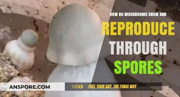 Unveiling Mushroom Growth: Spore Reproduction and Life Cycle Explained