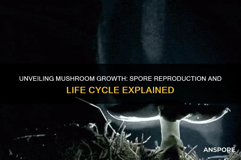 how do mushrooms grow and reproduce through spores