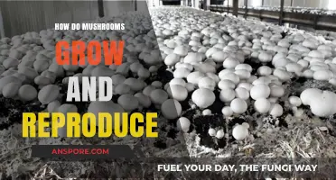 Unveiling the Fascinating World of Mushroom Growth and Reproduction