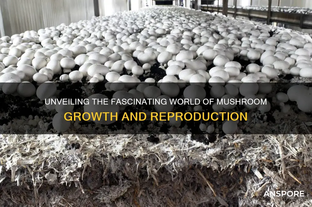how do mushrooms grow and reproduce