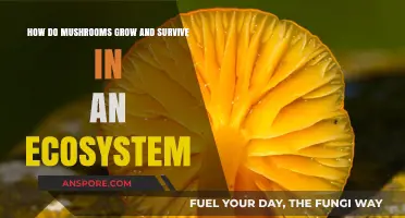 Mushroom Mysteries: Growth, Survival, and Ecosystem Roles Explained