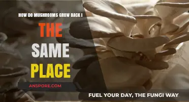 Why Mushrooms Reappear in the Same Spot: A Fungal Mystery Explained