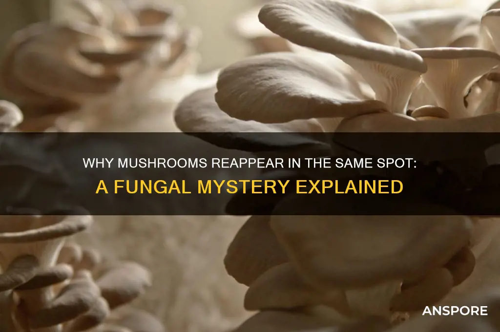 how do mushrooms grow back i the same place