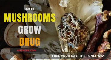 Unveiling the Fungal Pharmacy: How Mushrooms Produce Medicinal Compounds