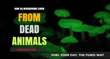 Mushrooms Growing from Dead Animals: Nature's Decomposers at Work