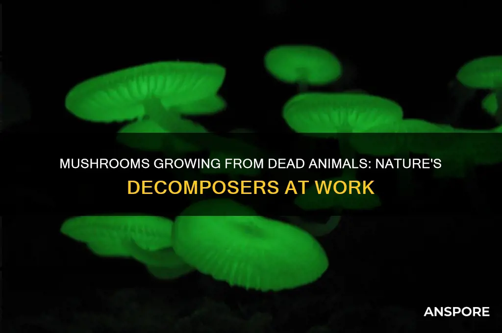 how do mushrooms grow from dead animals