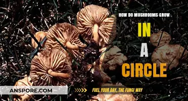 Mysterious Fairy Rings: Unveiling the Circular Growth of Mushrooms